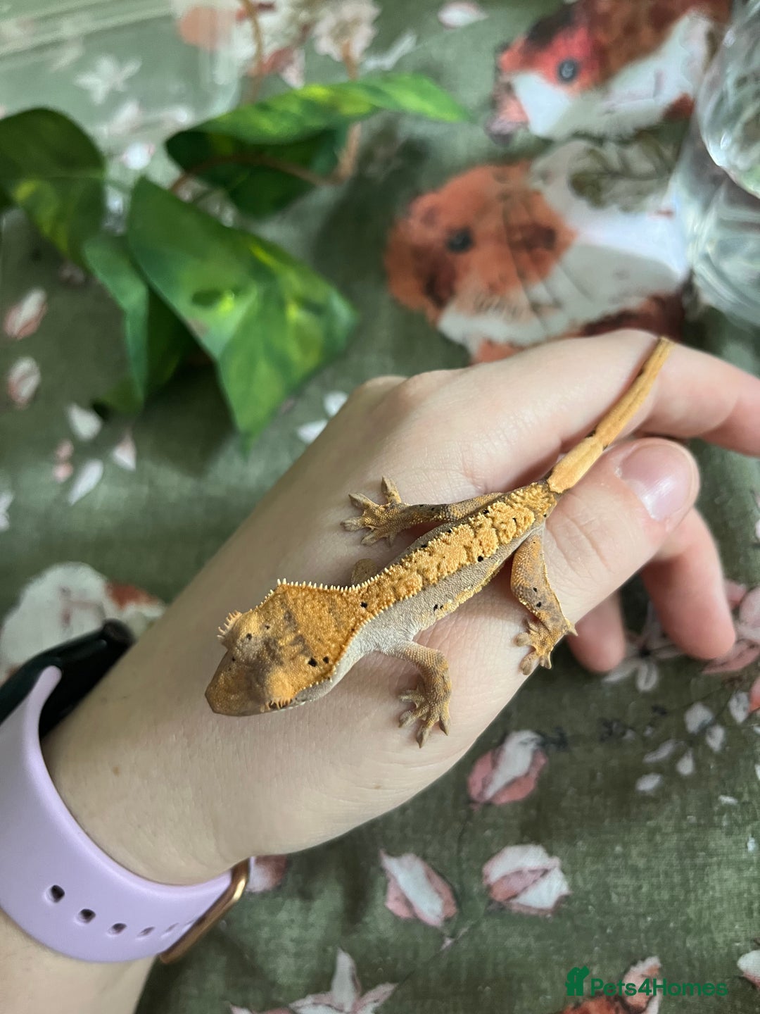 Gecko reptiles for sale: Lilly white and Dalmatian harlequin crested geckos - Image 12