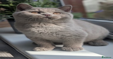 British Shorthair cats - Advert 12