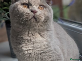 British Shorthair cats - Advert 23