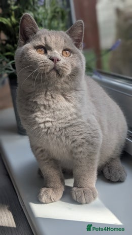 British Shorthair cats - Advert 4