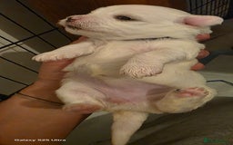 Maltese dogs for sale: Puppy maltese - Image 17
