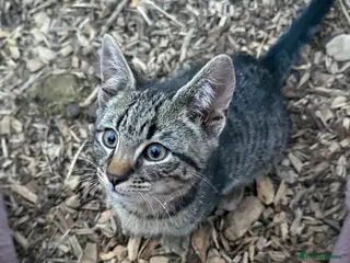 Mixed Breed cats Beautiful British short hair cross - Advert 4