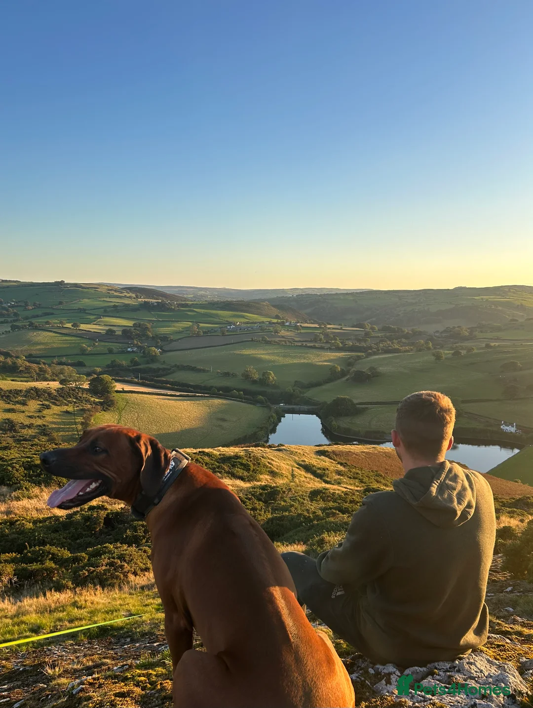 Rhodesian Ridgeback dogs for stud: Health Tested & KC registered Stud - Advert 6