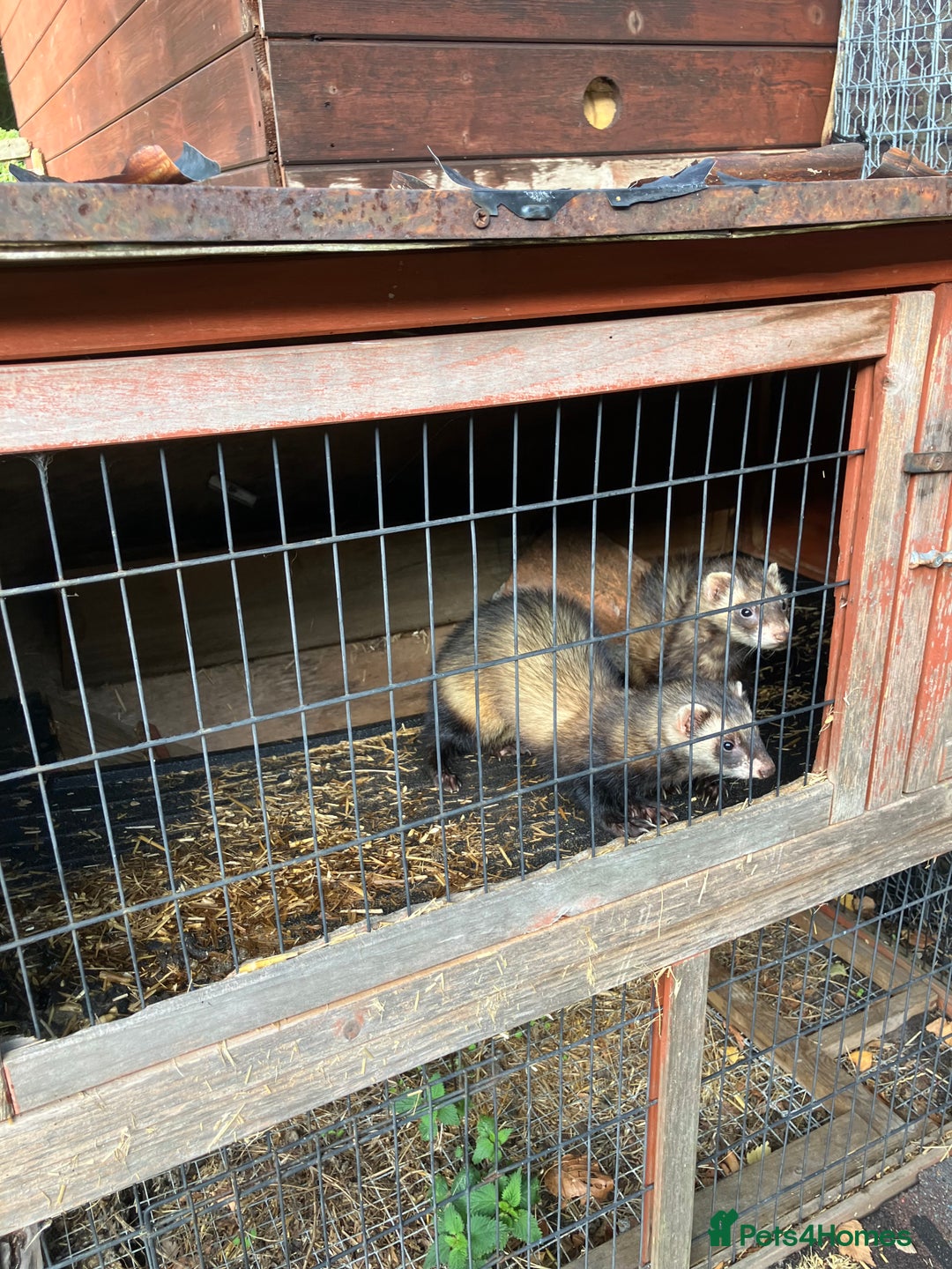 Ferret rodents for sale: Polecat and Sandy Ferrets hobs  - Image 1
