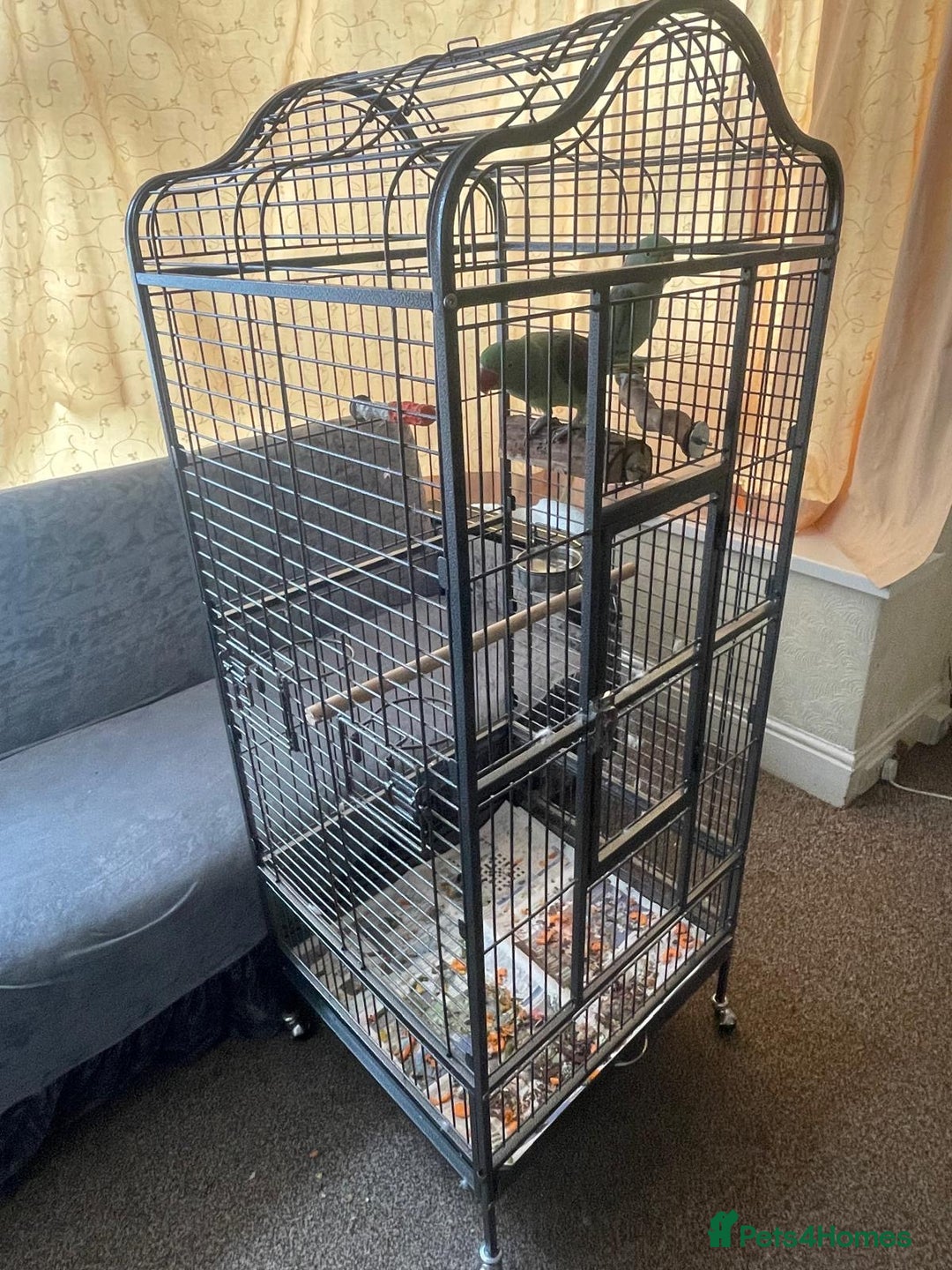 Parrots birds for sale: Alexandrine male and female - Image 4
