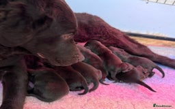 Labrador Retriever dogs for sale: Beautiful Dark Chocolate Labrador Retriever Bitch  - Image 9