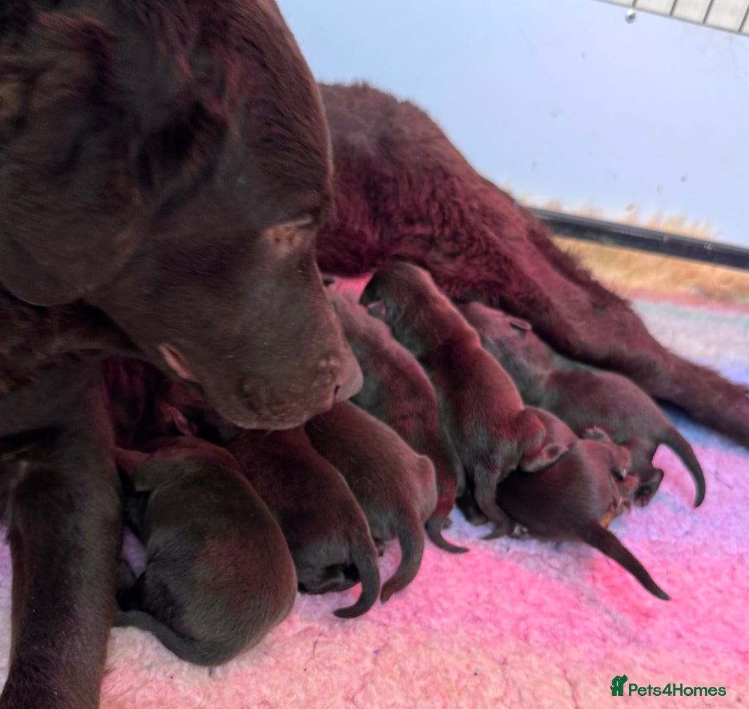 Labrador Retriever dogs for sale: Beautiful Dark Chocolate Labrador Retriever Bitch  - Image 9