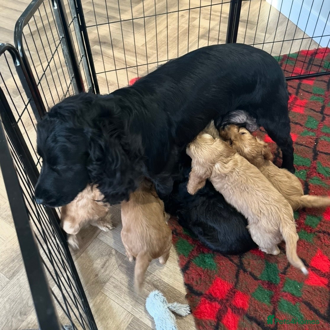 Cockapoo dogs F1 COCKAPOO PUPPIES - Advert 16