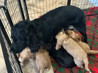 Cockapoo dogs F1 COCKAPOO PUPPIES - Advert 16