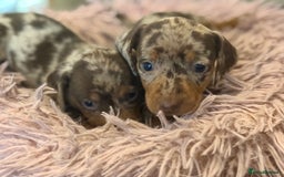 Miniature Dachshund dogs for sale: Adorable miniature dachshund  - Image 14