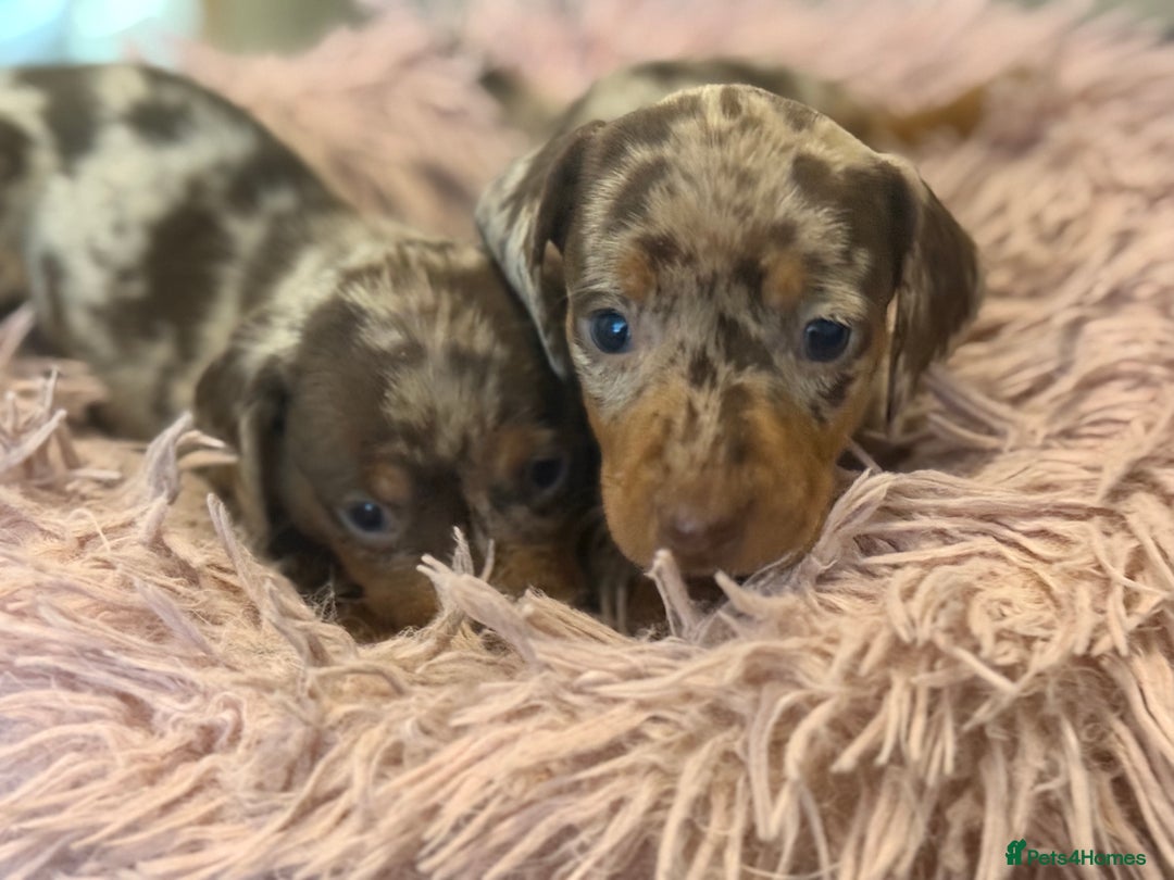 Miniature Dachshund dogs for sale: Adorable miniature dachshund  - Image 14