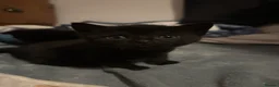 Mixed Breed cats for sale: two full black beautiful babies for sale  - Advert 7
