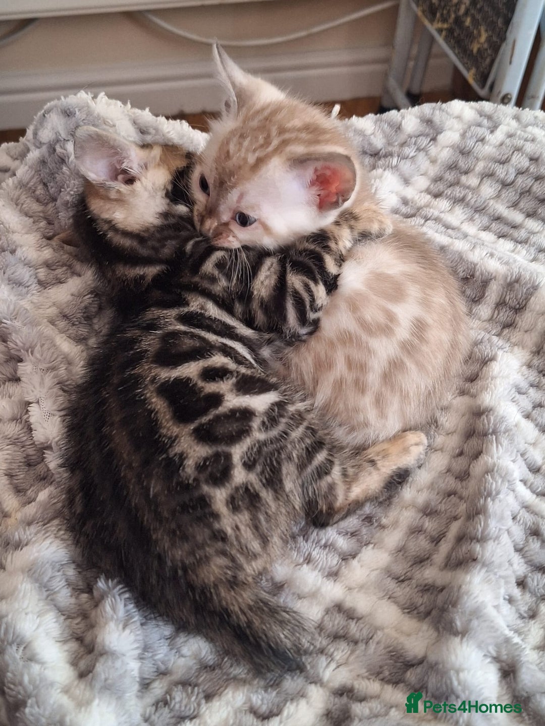 Bengal cats for sale: Beautiful bengal kitten - Image 2