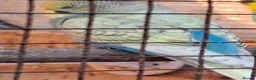 Mixed Breed birds for sale: Budgies for sale  - Advert 8