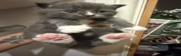 Mixed Breed cats for sale: Stunning fluffy chunky boy kitten grey and white - Advert 7
