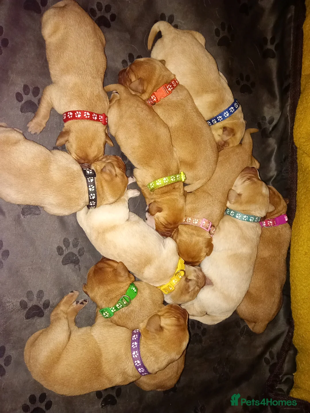 Labrador Retriever dogs for sale: Pedigree KC registered labrador pups. - Advert 5