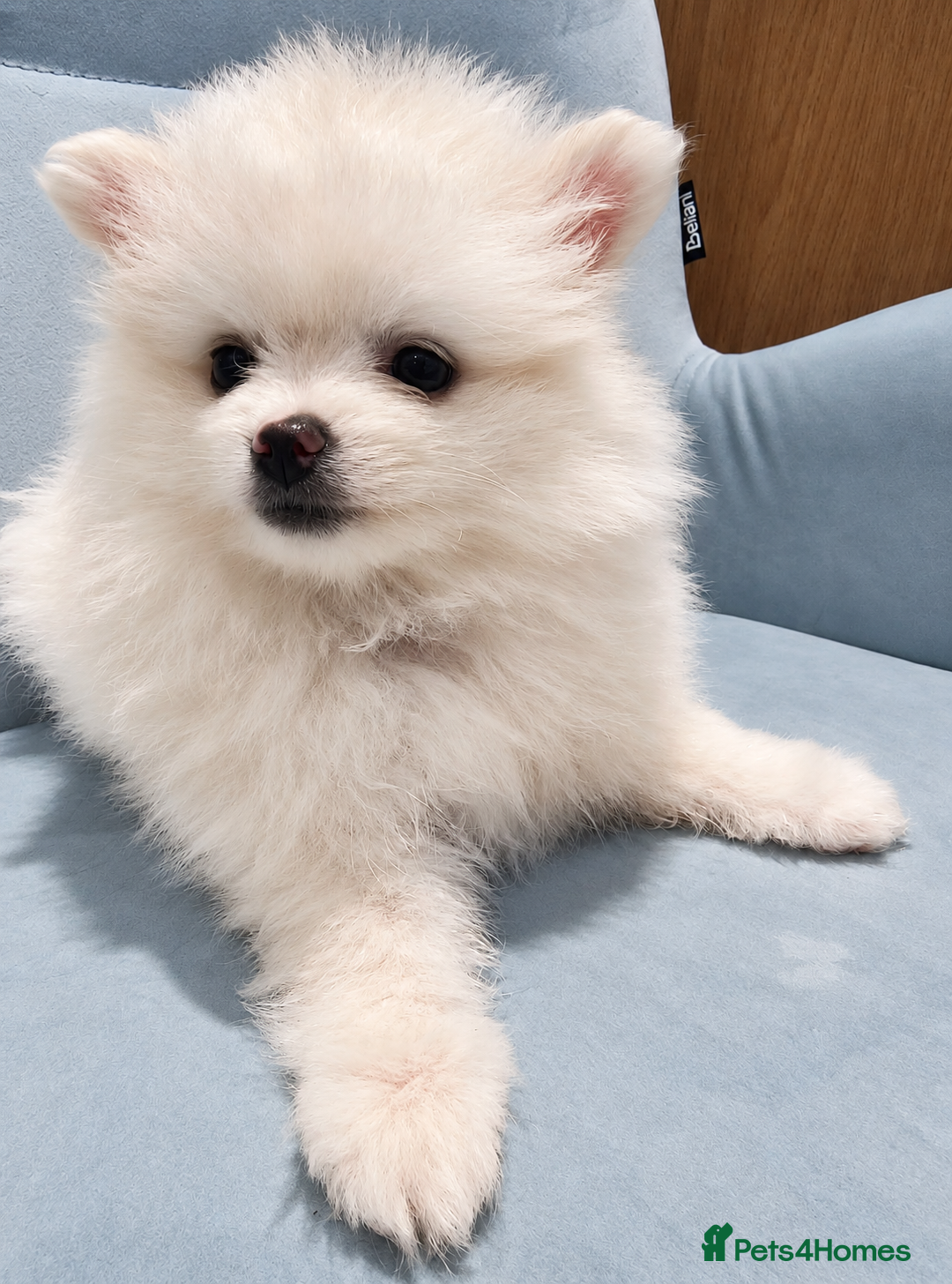 Pomeranian dogs Beautiful Pomeranian Puppies – Harrow - Advert 2