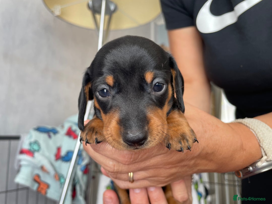 Dachshund dogs for sale: 5 beautiful miniature Dachshund puppies - Image 6