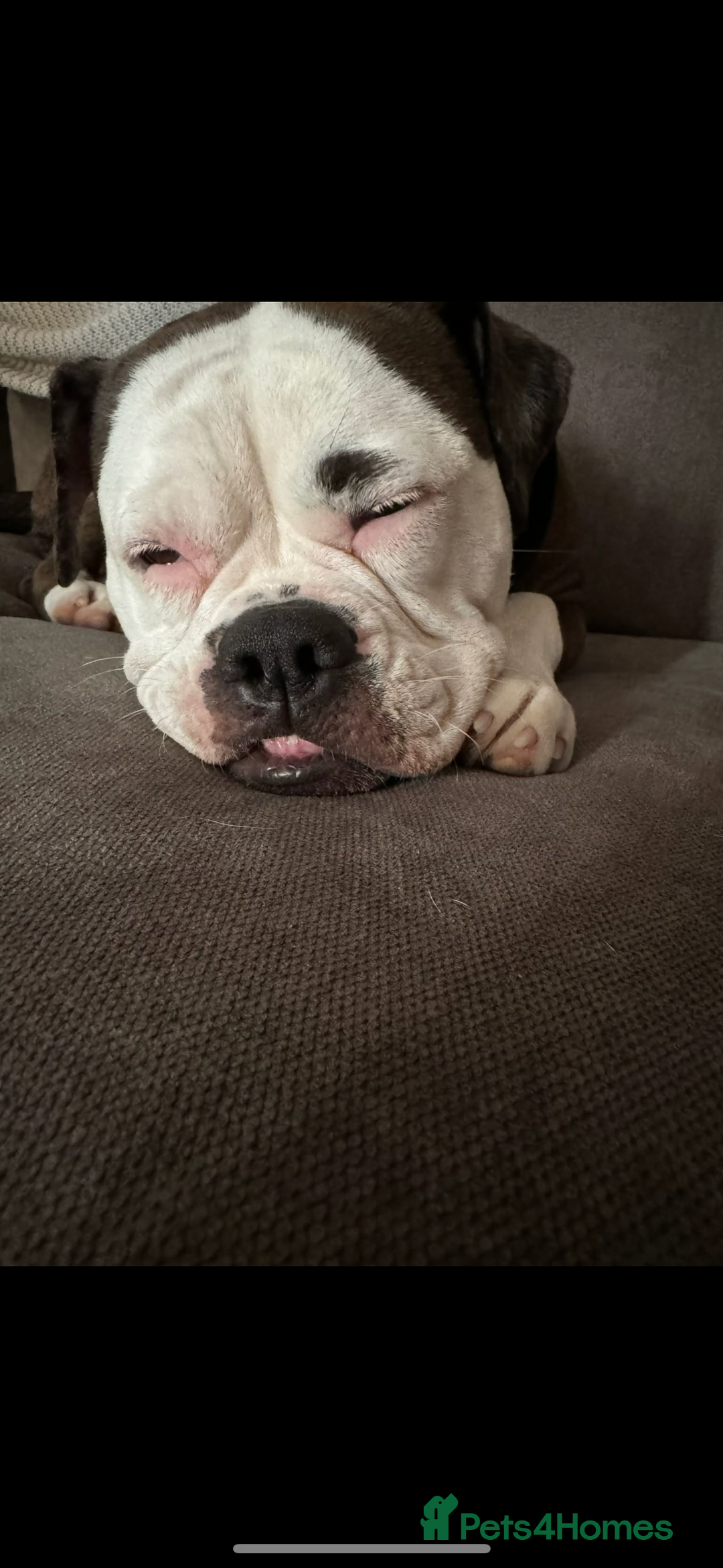 Alapaha Blue Blood Bulldog dogs for sale: Sad rehoming. NO other dogs.  - Advert 2