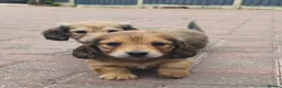 Miniature Dachshund dogs for sale:  Long haired mini dachshunds ready to leave  - Advert 21