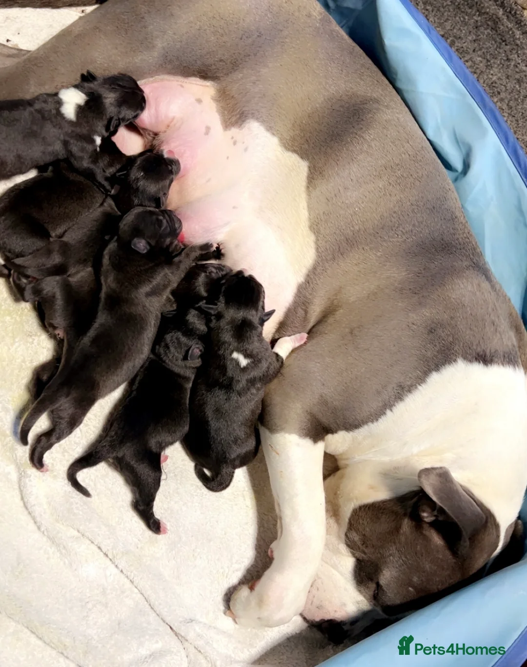 Mixed Breed dogs for sale: american bulldog cross dutch shepherd puppy - Advert 2