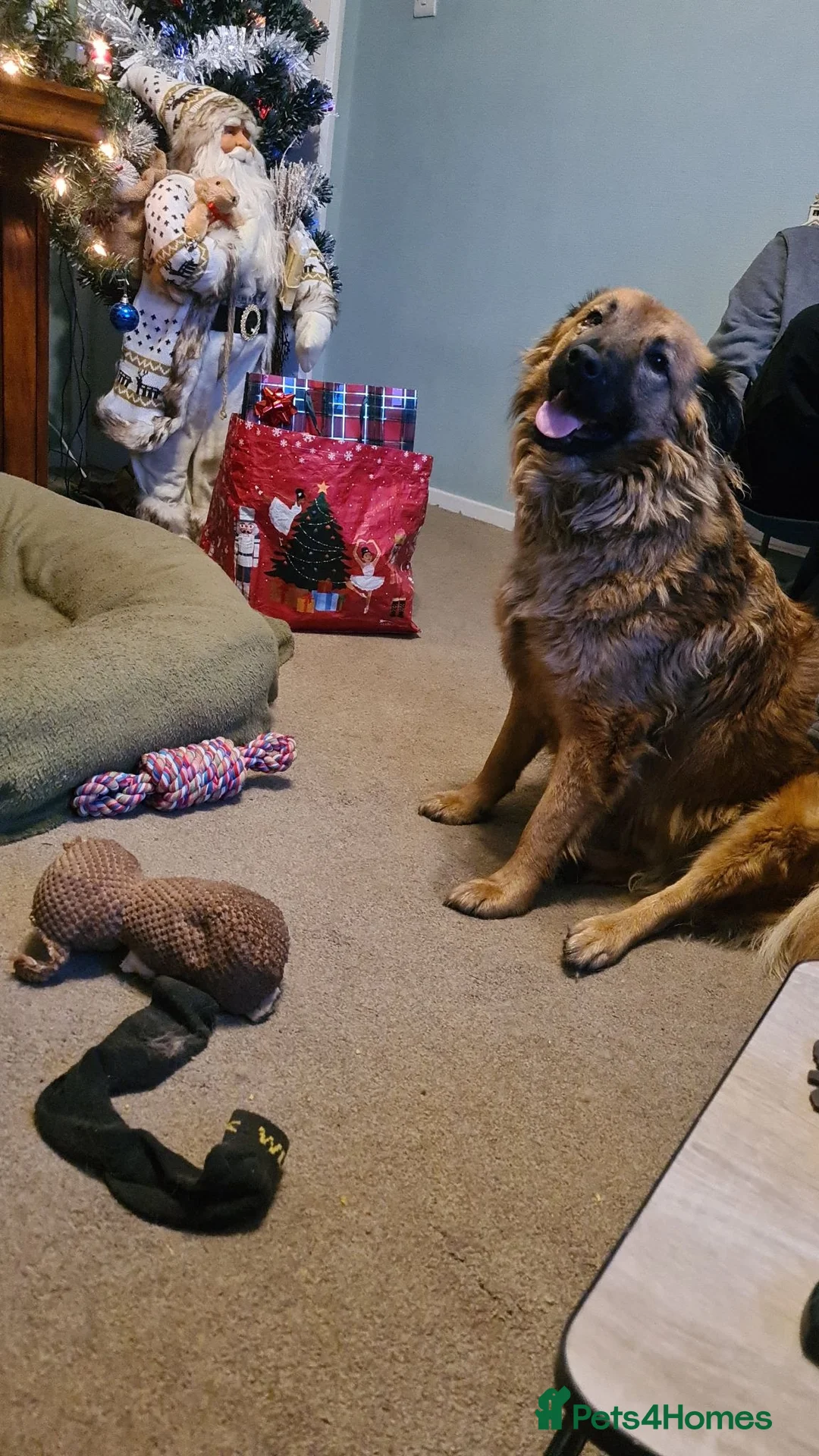 Mixed Breed dogs for sale: Bailey - Advert 17