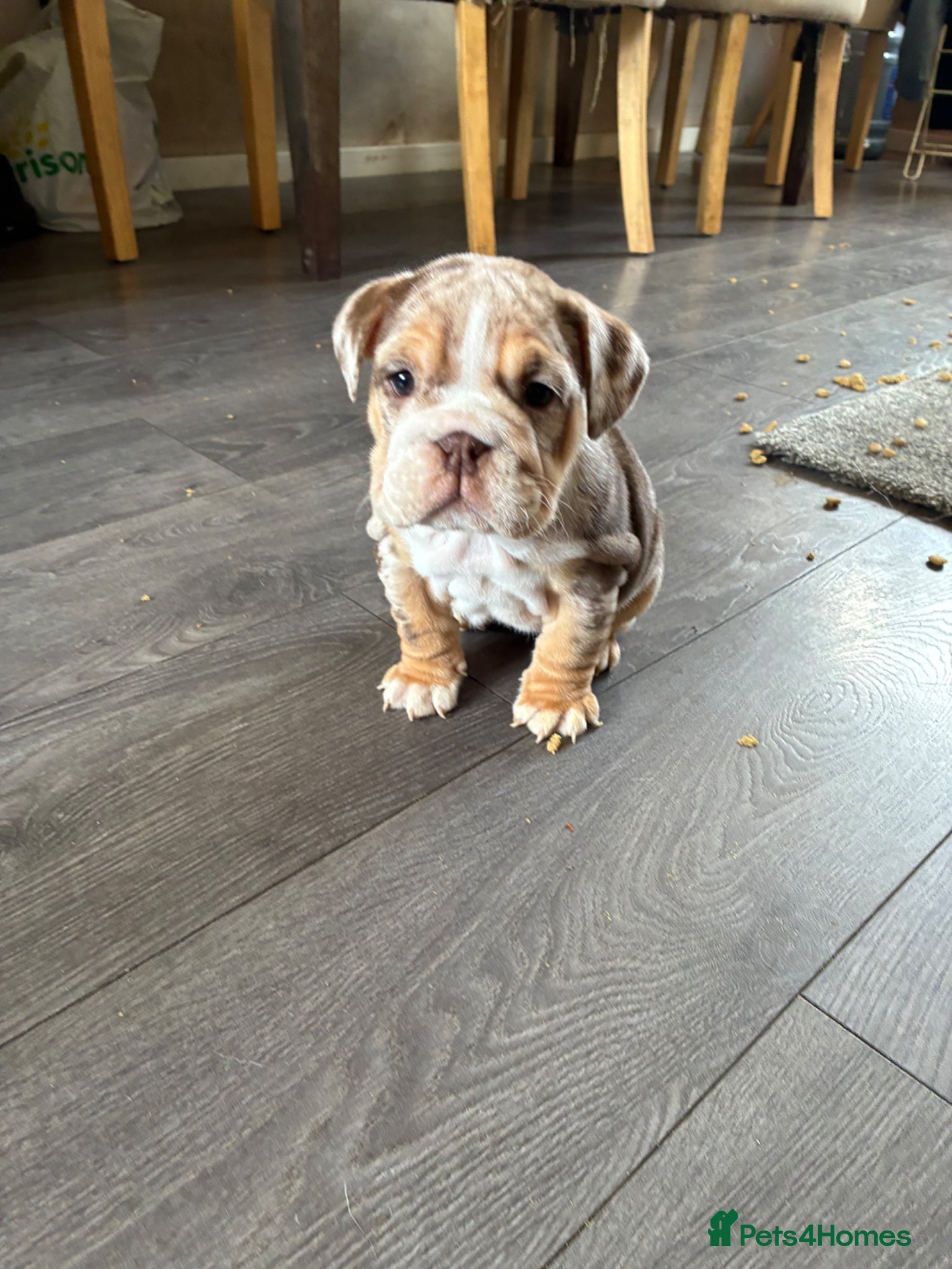 English Bulldog dogs 2 female English bulldog puppies - Advert 4