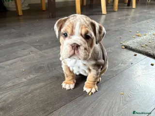 English Bulldog dogs 2 female English bulldog puppies - Advert 15