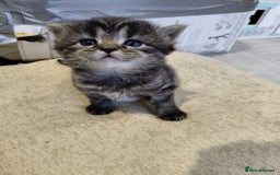 Maine Coon cats for sale: Kittens for sale half main coon - Image 18