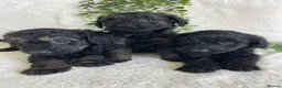 Goldendoodle dogs for sale: STUNNING DNA TESTED GOLDENDOODLE - Advert 2