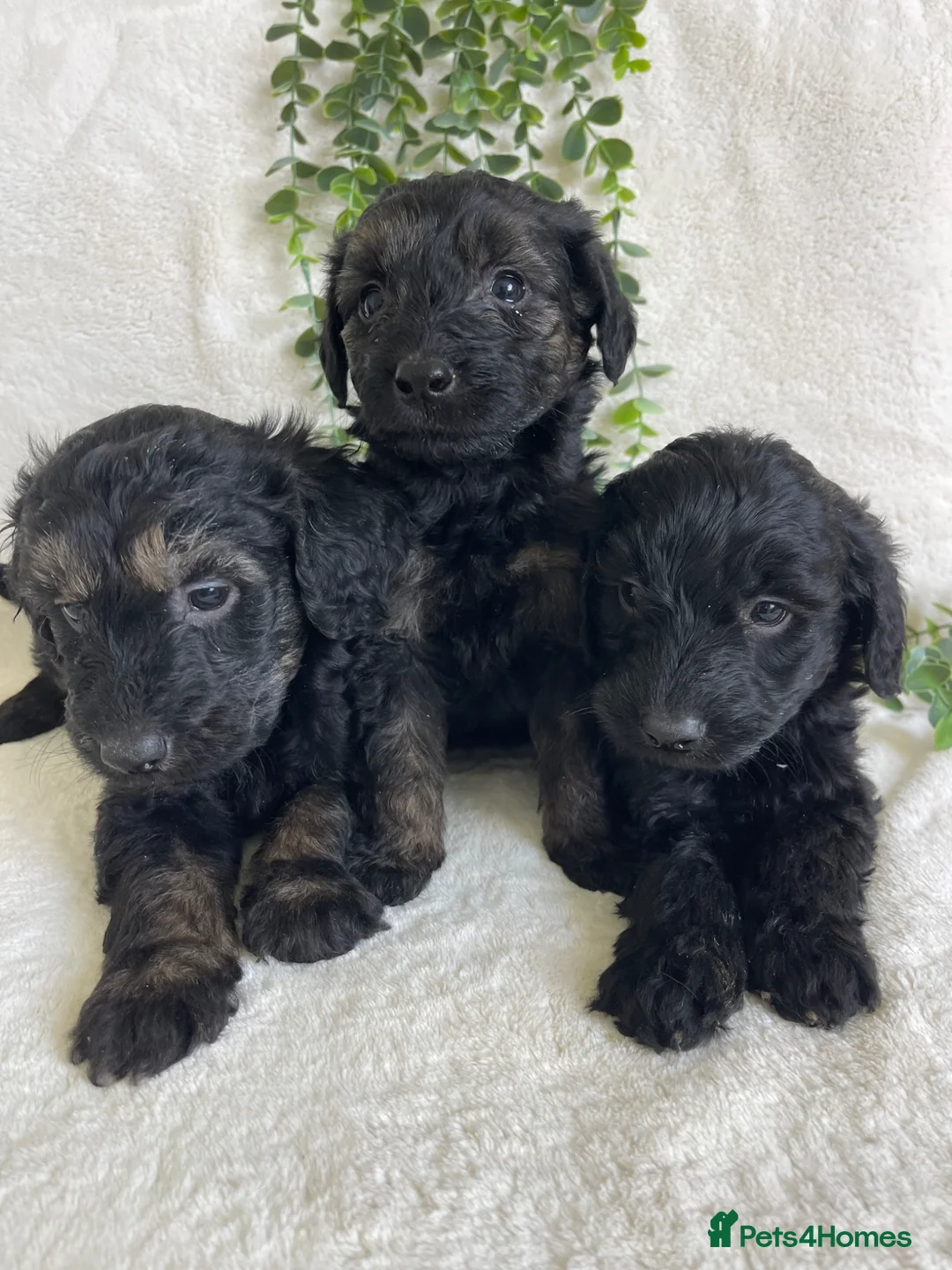 Goldendoodle dogs for sale: STUNNING DNA TESTED GOLDENDOODLE - Advert 2