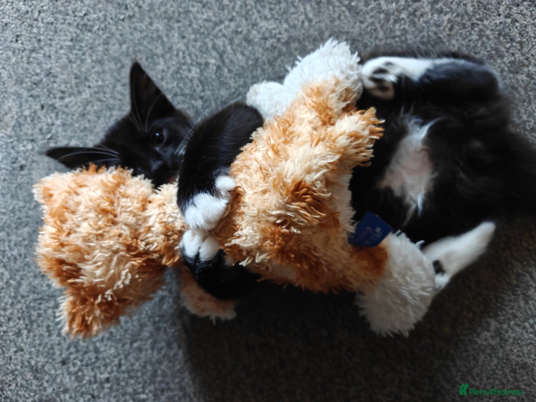 Domestic Shorthair cats for sale: Loving kittens - Image 10