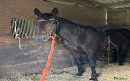 English Thoroughbred horses for sale: A big girl with huge heart to go far - Image 6