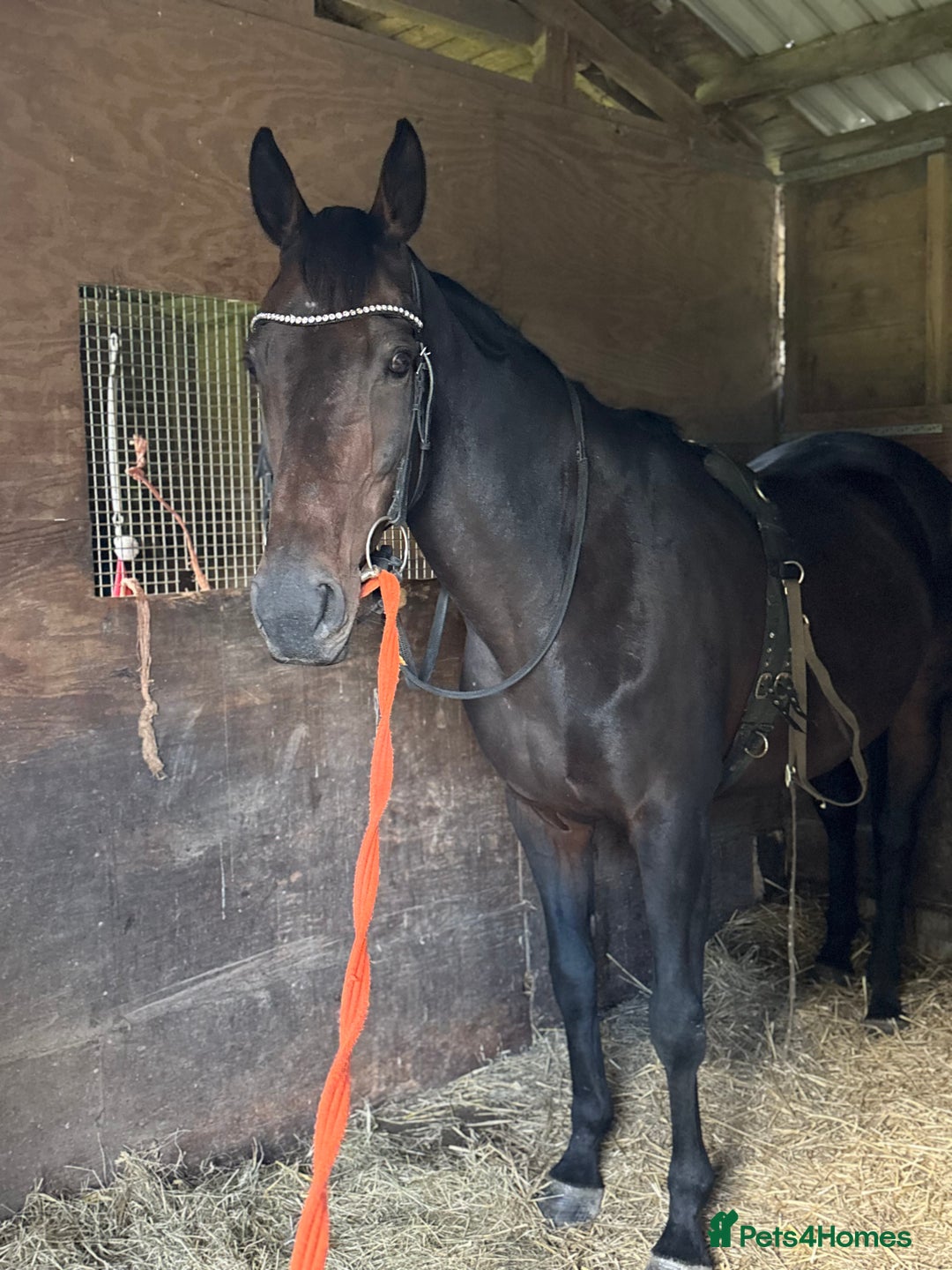 English Thoroughbred horses for sale: A big girl with huge heart to go far - Image 6