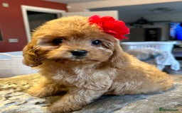 Cavapoo dogs for sale: Real Life Teddy Bears, Cavapoo babies  - Image 10