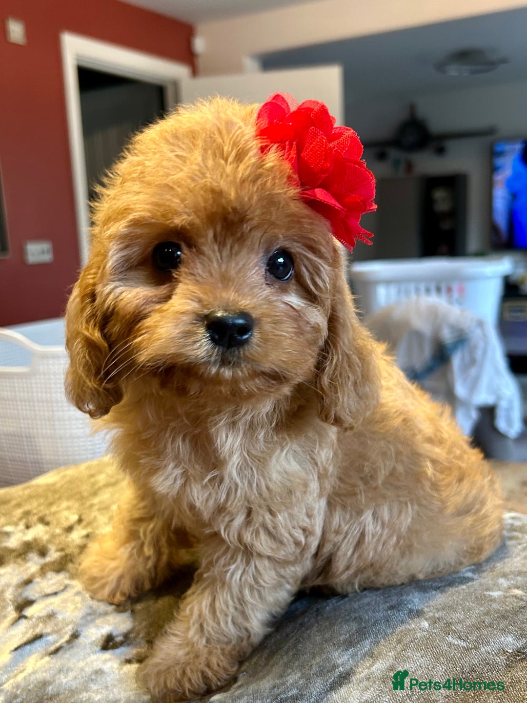 Cavapoo dogs for sale: Real Life Teddy Bears, Cavapoo babies  - Image 10