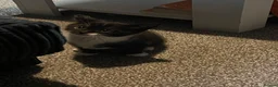 Domestic Shorthair cats for sale: 9 Gorgeous Kittens – Tabby, Ginger & Tortoiseshell - Advert 17