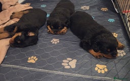 Rottweiler dogs for sale: KC & Fully Health Tested Rottweiler Puppies - Image 13
