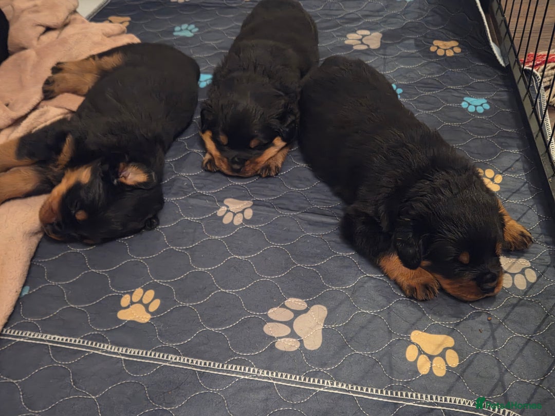 Rottweiler dogs for sale: KC & Fully Health Tested Rottweiler Puppies - Image 13