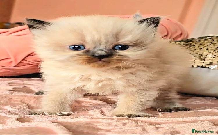 Himalayan cats PEDIGREE Himilayan Persian kittens - Advert 2
