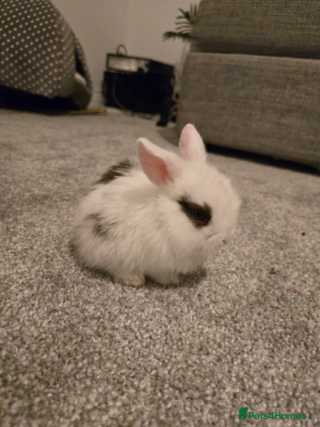 Mini Lop rabbits for sale: Mini lop bunnies  in Hinckley - Advert 11