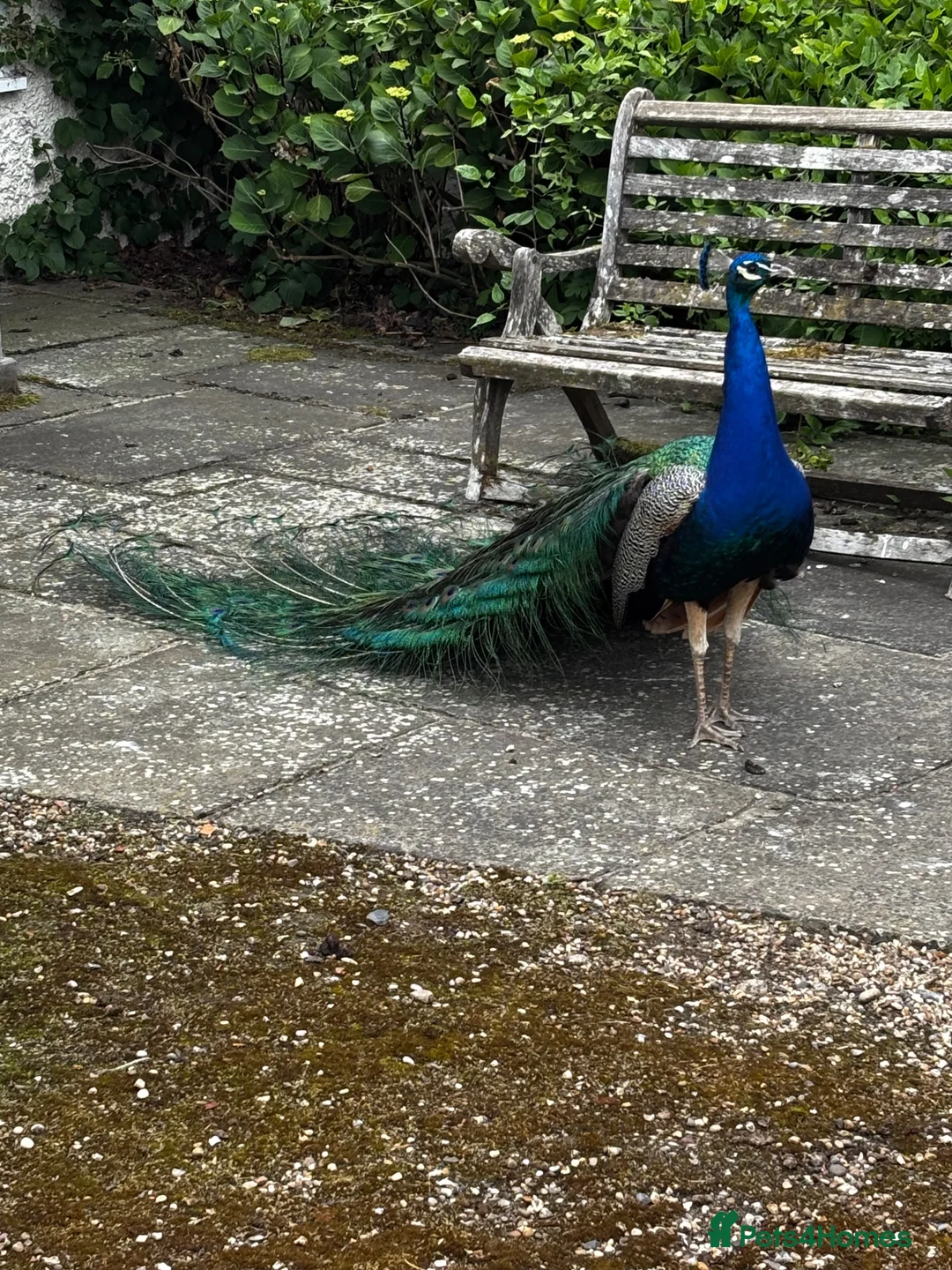 Peafowl poultry for sale: Peafowl ( peacocks, peahens, Peachicks) in Witham - Advert 2