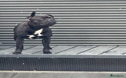 Staffordshire Bull Terrier dogs for stud: Arther - Image 21