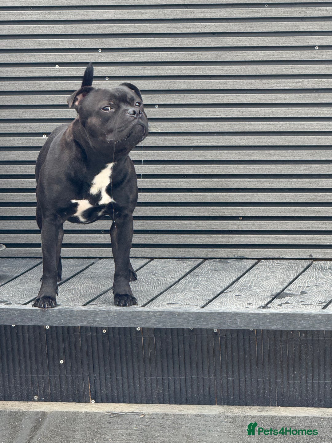 Staffordshire Bull Terrier dogs for stud: Arther - Image 21