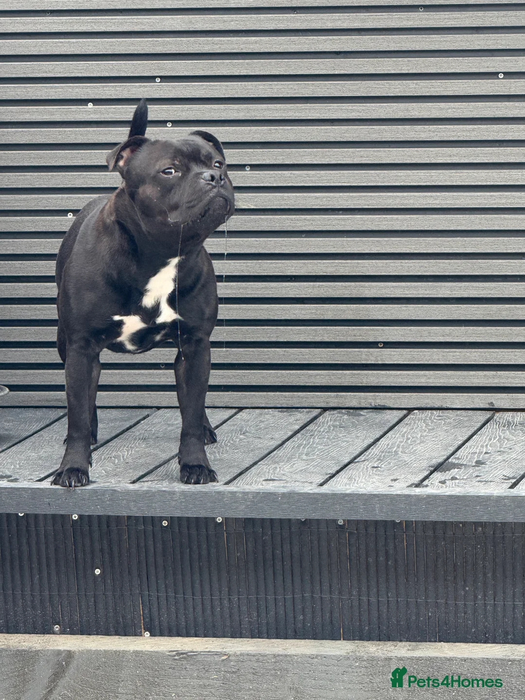 Staffordshire Bull Terrier dogs for stud: Arther - Advert 21