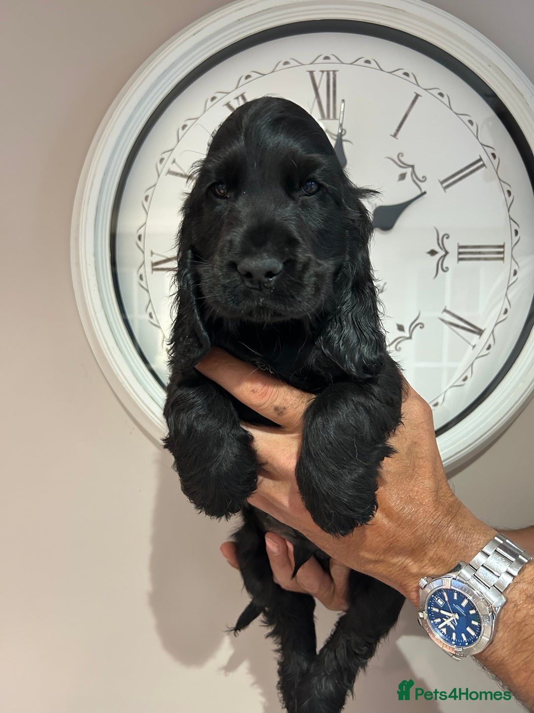 Cocker Spaniel dogs for sale: 🏅kc registered show type cocker puppy🏅 - Image 5