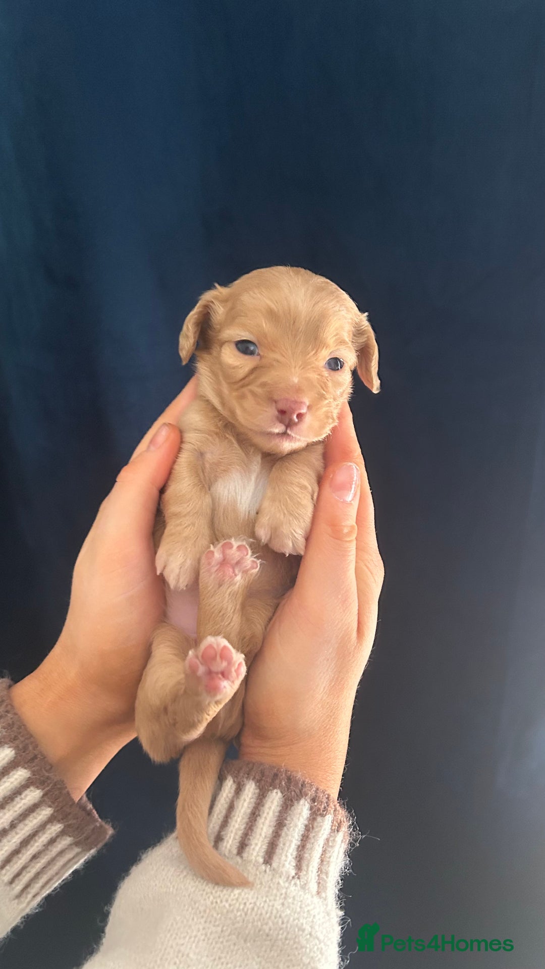 Miniature Dachshund dogs for sale: Gorgeous mini long haired dachshund puppies🐾🩷 - Advert 8