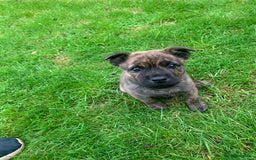Mixed Breed dogs for sale: Mixed breed foster pup - Image 4