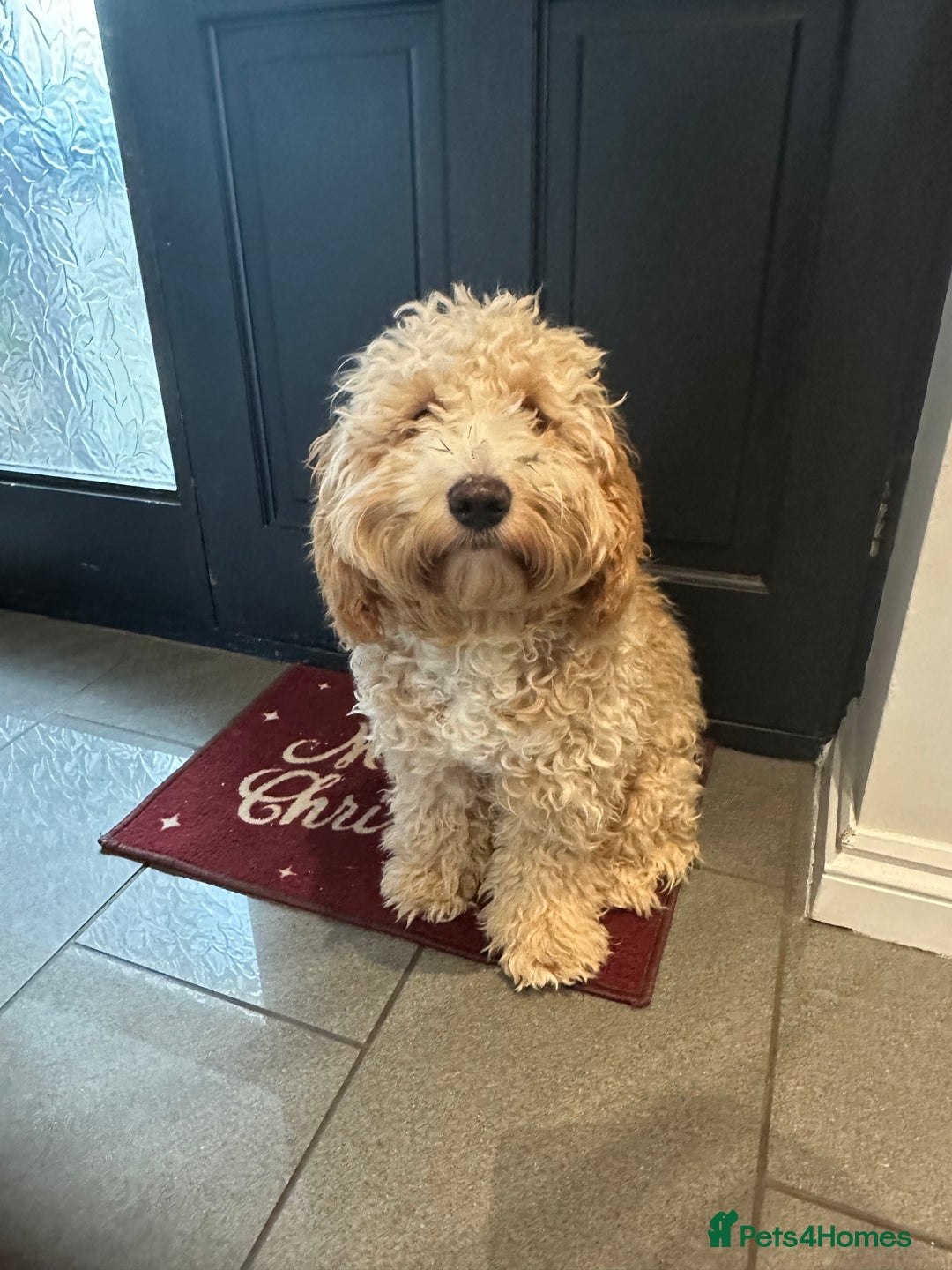 Cockapoo dogs for sale: Ralphie  - Advert 4