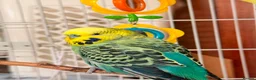 Budgerigars birds for sale: Bonded pair of male budgies  - Advert 4